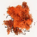 Mousse naturelle Lichen Orange 50 g